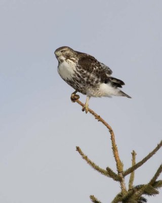 RedTailedHawk252.jpg