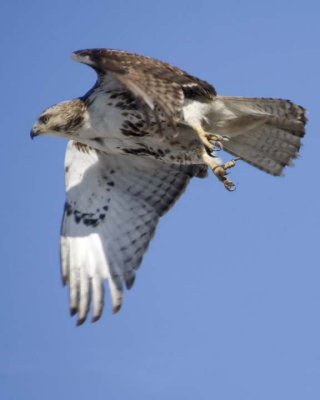 RedTailedHawk255R.jpg