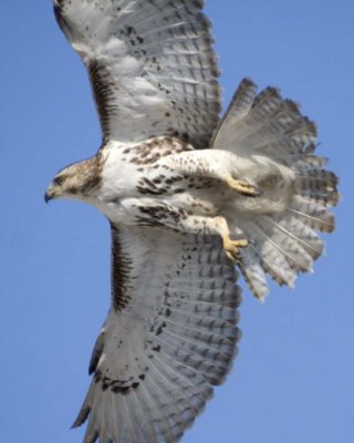 RedTailedHawk256R.jpg