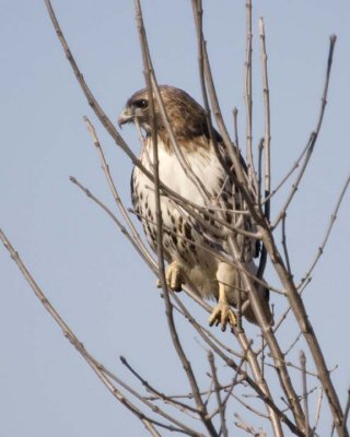RedTailedHawk275.jpg