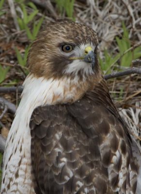 RedTailedHawk278R.jpg