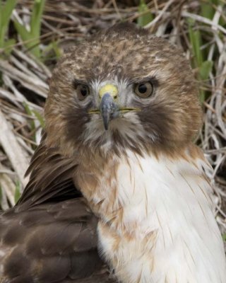 RedTailedHawk292R.jpg