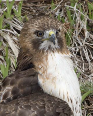 RedTailedHawk296R.jpg