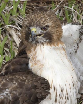 RedTailedHawk301R.jpg