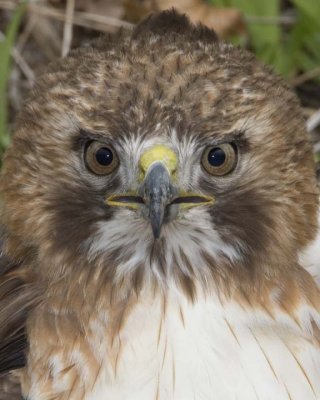 RedTailedHawk304R.jpg