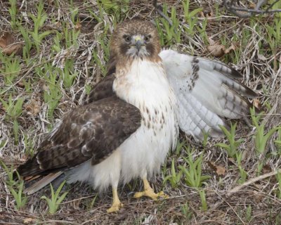 RedTailedHawk305R.jpg