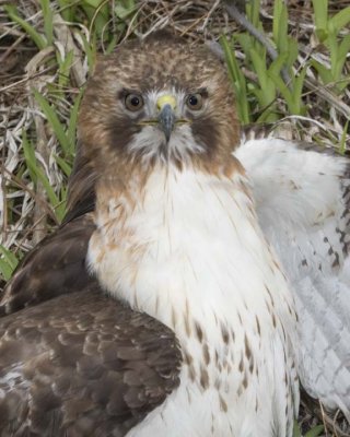 RedTailedHawk306R.jpg