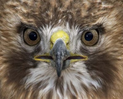 RedTailedHawk307.jpg