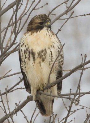 RedTailedHawk324R.jpg