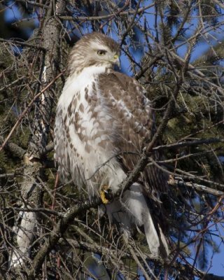 RedTailedHawk349R.jpg