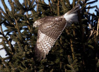 RedTailedHawk363R.jpg