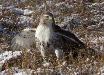 RedTailedHawk364R.jpg