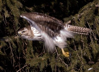 RedTailedHawk365R.jpg
