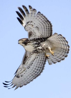 RedTailedHawk366R.jpg