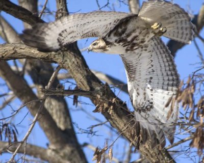 RedTailedHawk369R.jpg
