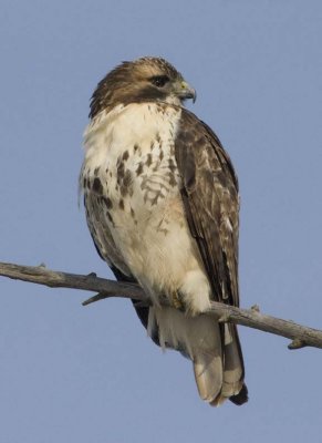 RedTailedHawk385R.jpg