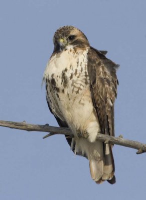 RedTailedHawk386R.jpg