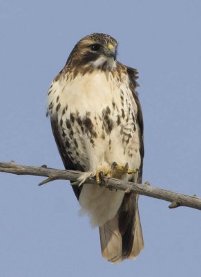 RedTailedHawk388R.jpg