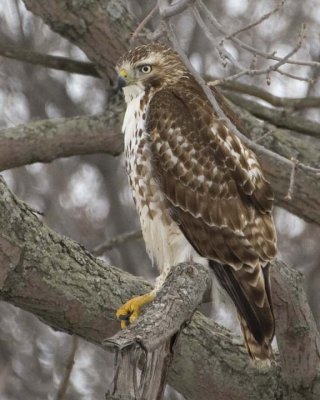RedTailedHawk400R.jpg