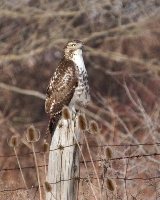 RedTailedHawk79.jpg