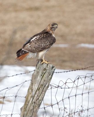 RedTailedHawk83.jpg