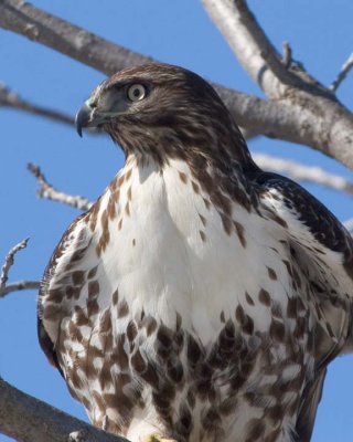 RedTailedHawk87.jpg