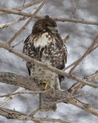 RedTailedHawk401R.jpg