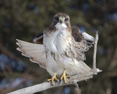 RedTailedHawk404R.jpg