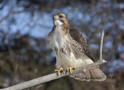 RedTailedHawk410R.jpg