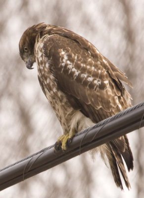 RedTailedHawk423R.jpg
