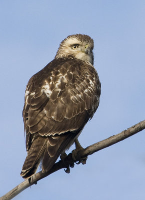 RedTailedHawk484R.jpg