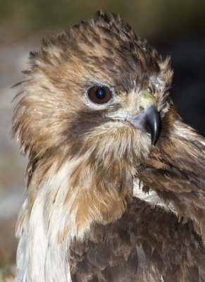 RedTailedHawk490R.jpg