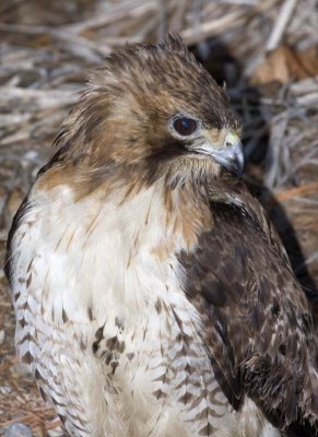 RedTailedHawk496R.jpg