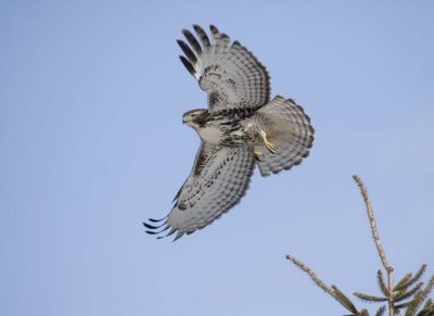 RedTailedHawk542.jpg