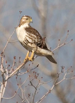 RedTailedHawk549.jpg