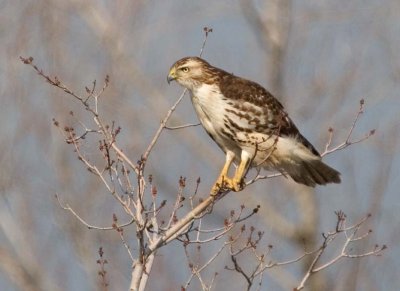 RedTailedHawk550.jpg