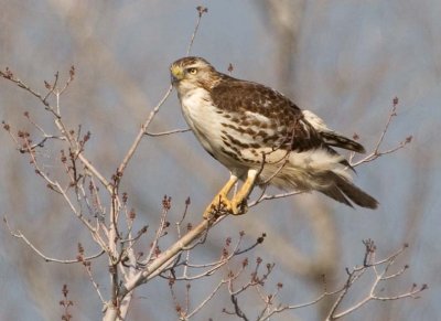 RedTailedHawk551.jpg