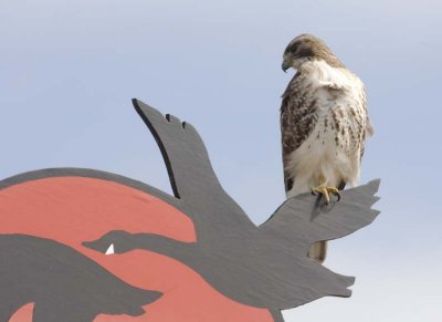 RedTailedHawk552.jpg