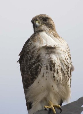 RedTailedHawk554.jpg