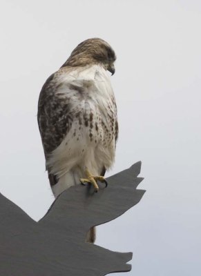 RedTailedHawk555.jpg