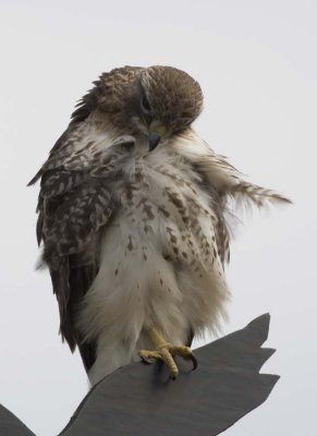 RedTailedHawk557.jpg