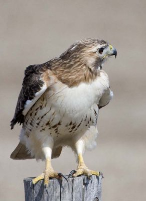 RedtailedHawk503R.jpg