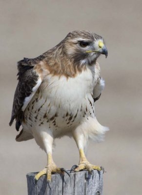 RedtailedHawk504R.jpg