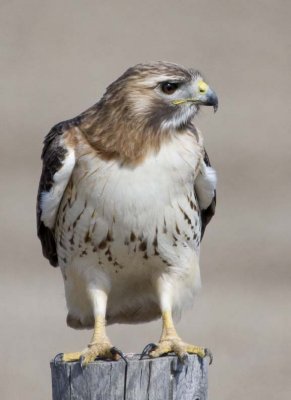 RedtailedHawk505R.jpg
