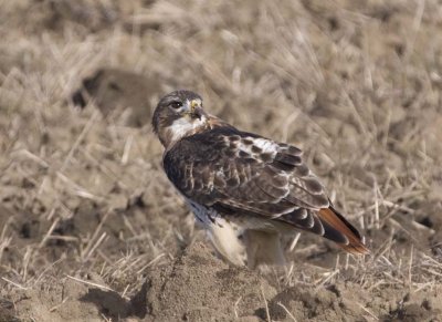 RedtailedHawk506R.jpg