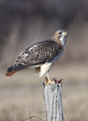 RedtailedHawk507R.jpg