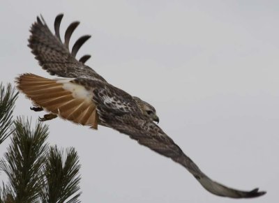 RedtailedHawk508R.jpg