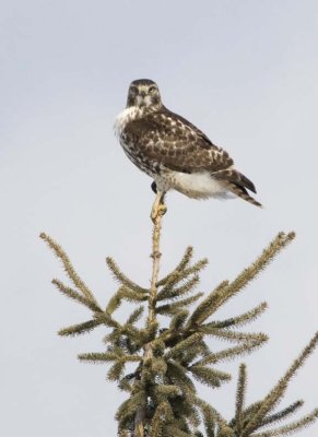 RedtailedHawk509R.jpg