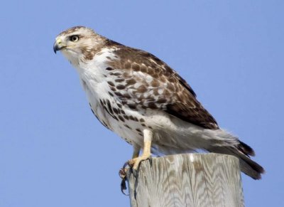 RedtailedHawk510R.jpg
