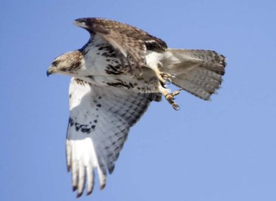RedtailedHawk512R.jpg